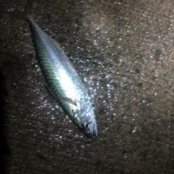 アジングで新たな外道